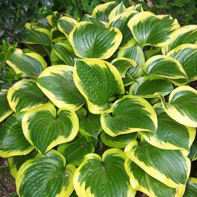 Хоста (Hosta) 2л - Сочинский питомник декоративных растений