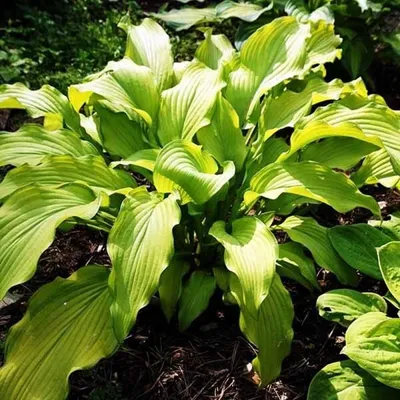 Саженцы Хоста \"Hosta Hyacinthina\" из питомника растений Гринстрана купить  по цене от 750 рублей | Описание, фото, доставка, консультация —  Гринстрана.ру