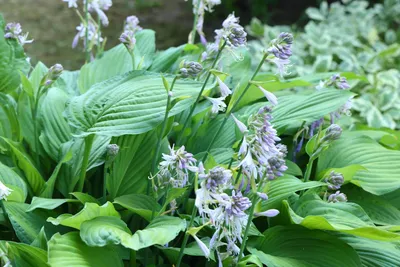 Хоста Фрагрант Букет (Hosta Fragrant Bouquet) купить в blumgarden.ru