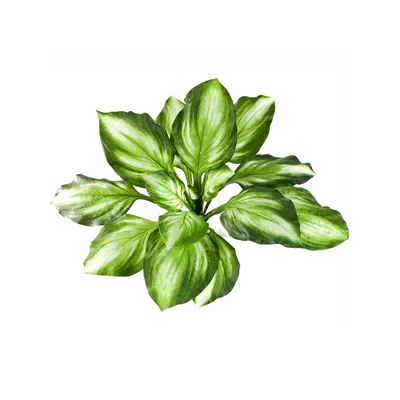 растение хоста с большими листьями Стоковое Изображение - изображение  насчитывающей трава, дорожка: 225791511