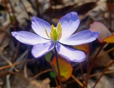 Природа Дальнего востока цветет цветен-пионы Стоковое Фото - изображение  насчитывающей буш, восточно: 118982860