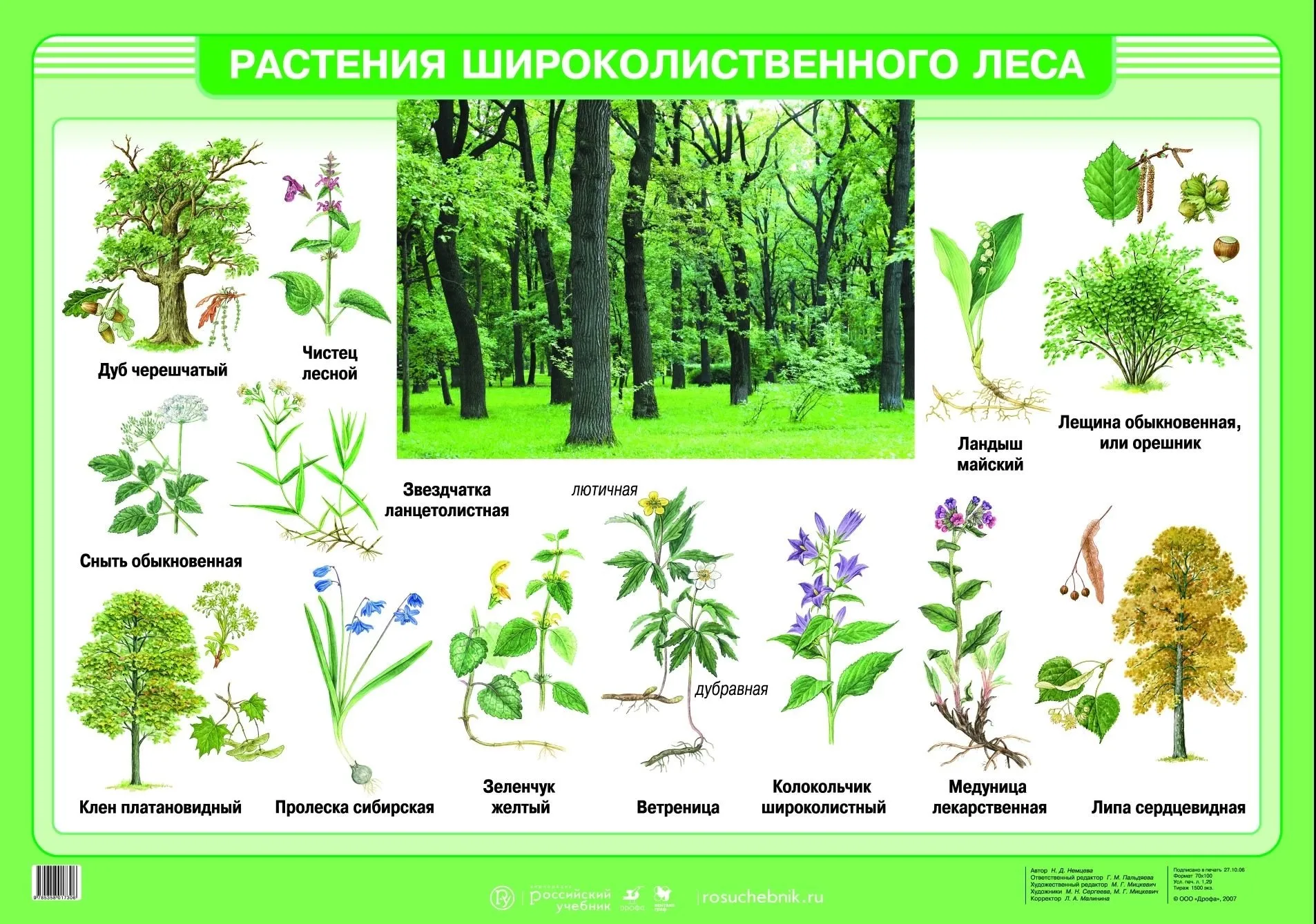 Подзона лиственных лесов растения. Травянистые растения широколиственного леса. Широколиственные леса растения. Какие растение относится к лесу