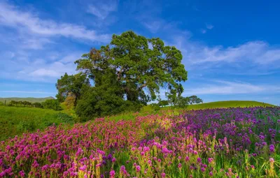 Цветы Луга (61 фото) | Летний пейзаж, Природа, Натуральный