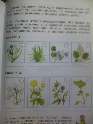 Растения пресного водоема (Большое количество фото) - treepics.ru