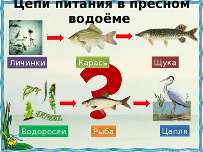 Презентация на тему: \"Растения и животные рек, озёр, прудов. УМК \"Планета  знаний\", 4 класс, Окружающий мир.\". Скачать бесплатно и без регистрации.