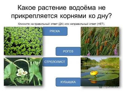 Растения в искусственном водоёме и вокруг него | Гидрология