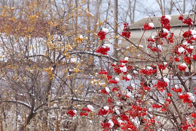 13 растений, которые выгодно украсят сад зимой! | ДОМ ЯРКИХ ИДЕЙ | Дзен