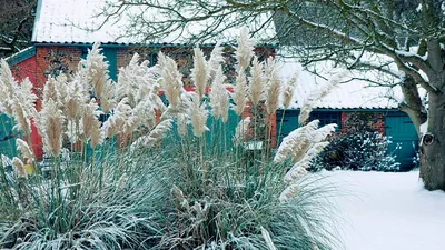 Как растениям помочь пережить бесснежную зиму