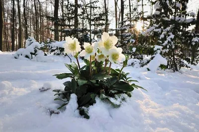 4 растения, которые украсят ваш сад зимой - посади их! | Бабушкина дача |  Дзен