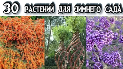 BB.lv: Зимний и вечнозеленый: 5 растений, которые украсят сад зимой и летом