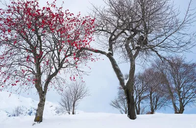 Зимние работы в саду: как помочь деревьям зимой и защитить от зайцев,  болезней и вредителей | Houzz Россия
