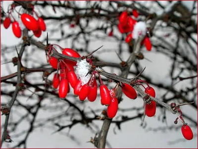 Укрытие растений на зиму: основные ошибки и полезные советы всем дачникам
