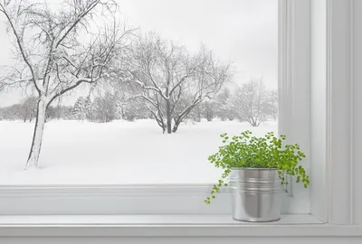 РАСТЕНИЯ ДЕКОРАТИВНЫЕ ЗИМОЙ - Растения Для Зимнего Сада - Вечнозеленые  Растения - YouTube
