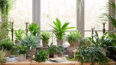 Как перевозить комнатные растения зимой? | Растения | ШколаЖизни.ру