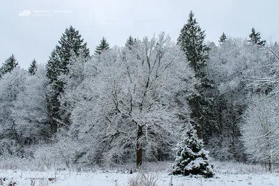 Почему деревья зимой не погибают | Вокруг Света