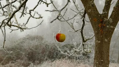 Как же красивы зимой бывают растения! Лиственница европейская Pendula  выглядит как беловолосый Боб Марлей в морозные деньки 😁 И, кстати… |  Instagram