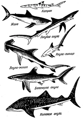 Акулы [1985 Дозье Т. - Удивительный мир диких животных. Опасные морские  создания]