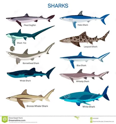 Комплект вектора рыб акулы в плоском дизайне стиля Различный вид собрания  значков вида акул Иллюстрация вектора - иллюстрации нас… | Синяя акула,  Зоопарки, Зоология