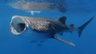 Гигантская акула — Википедия