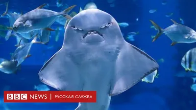 Самые необычные виды акул и скатов, находящиеся на грани вымирания - BBC  News Русская служба