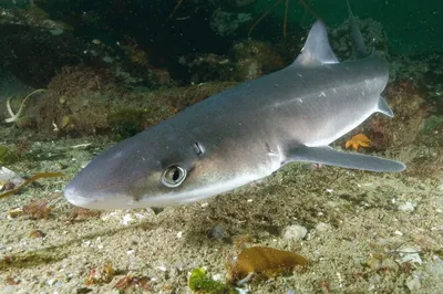 Медико-биологическая оценка жира печени акул - Российская натуральная  косметика и товары для здоровья Pantika