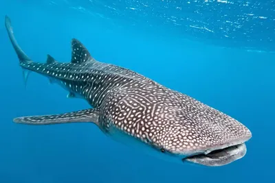 Удивительная акула с человеческими коренными зубами обнаружена в Австралии