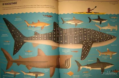 Океанологи назвали вид рыб, использующий акул для долгих путешествий в  океане - Газета.Ru | Новости