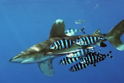 Танзания. 1999. Жизнь моря. Виды акул (Малый лист. MNH OG)