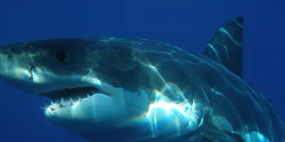 Diversity: Новый вид акул с человеческими зубами найден в Австралии