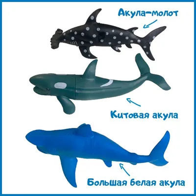 Красное море может похвастаться различными «театрами акул», где можно