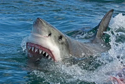 Виды акул Южной Африки - что вы можете ожидать увидеть