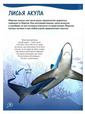 Синяя акула — Википедия