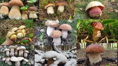 Разновидности белых грибов картинки