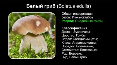 Белый гриб (Boletus edulis) - YouTube
