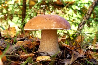 Белый гриб берёзовый — Википедия