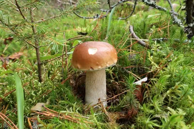 Boletus edulis, Белый гриб