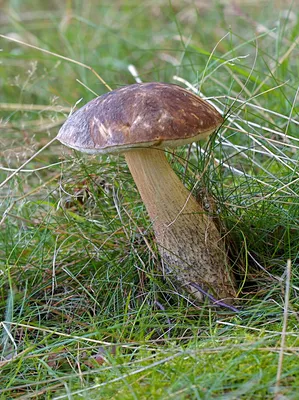 Boletus pinophilus, Белый гриб соснолюбивый (боровик)