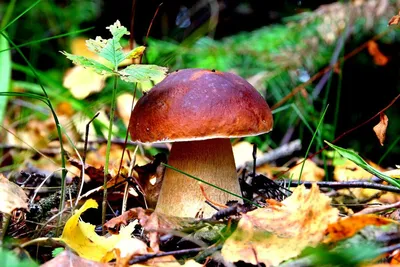 Белый гриб и боровик: В чем разница – ОСН