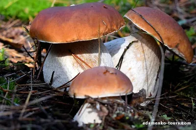 Белый гриб сосновый (Boletus pinophilus) - YouTube