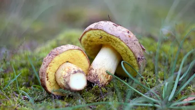 Как отличить съедобный гриб от ядовитого - Советы - РИАМО в Балашихе