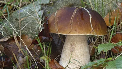 Боровик бронзовый – один из представителей рода белых грибов. В России под  угрозой этот вид не находится и собирать такие грибы можно.… | Instagram