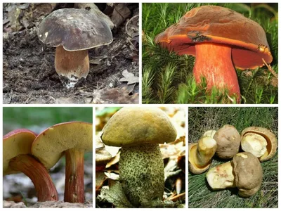 Как отличить хороший белый гриб от ложного: описание, виды, полезные  свойства, фото – как обрабатывать белые грибы | Курьер.Среда | Дзен