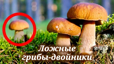 Опасные двойники: Как не отравиться ядовитыми близнецами грибов в  Подмосковье