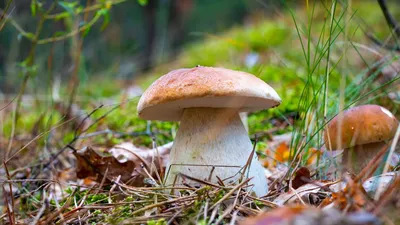 Мицелий Белый гриб сосновый семена грибов Белый гриб Боровик грибница споры  для выращивания в домашних условиях | AliExpress