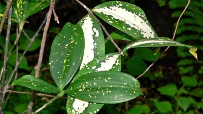 Драцена (Dracaena) - хорошее растение для озеленения
