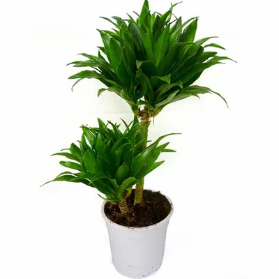 Драцена душистая (Dracaena fragrans) — описание, выращивание, фото | на  LePlants.ru