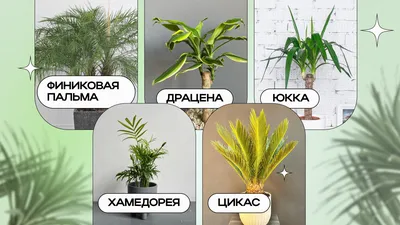 ДРАЦЕНА ДУШИСТАЯ «WARNECKII» - Botanic Craft | Цветы и растения в Хабаровске