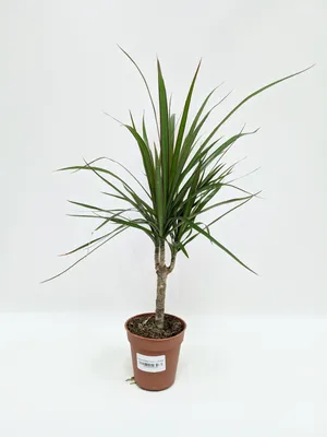 Комнатная пальма: виды с фото и названиями, особенности ухода за цветком в  домашних условиях