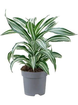 Коллекции растений ЦСБС СО РАН - Dracaena thalioides Hort. Makoy ex E.Morr.  – Драцена талиевидная