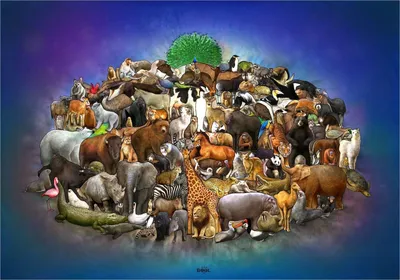 Картинки все животные планеты (66 фото) » Картинки и статусы про окружающий  мир вокруг